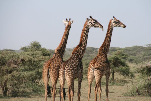 Experience the 4-12 Week Internship at UmPhafa Nature Reserve