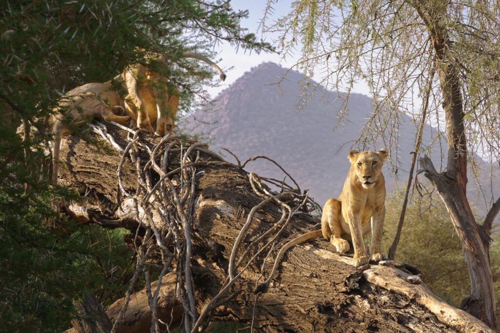 Complete Guide: The Next Step After Completing KFS Course