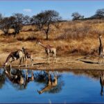 Experience the 4-12 Week Internship at UmPhafa Nature Reserve