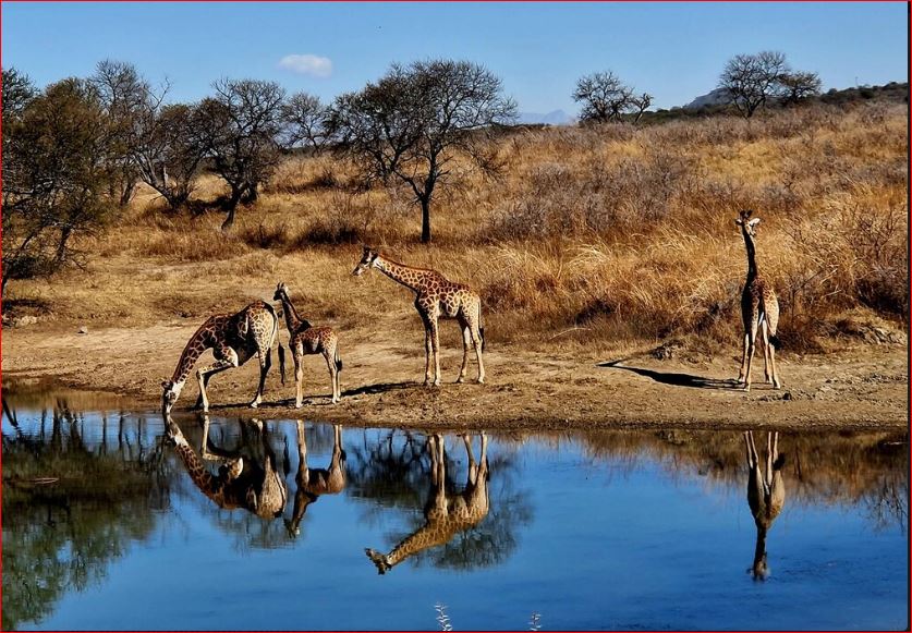 Experience the 4-12 Week Internship at UmPhafa Nature Reserve